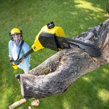 How Our Tree Care Process Works  in  Tupelo, MS