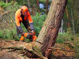 Professional Tree Care in Tupelo, MS