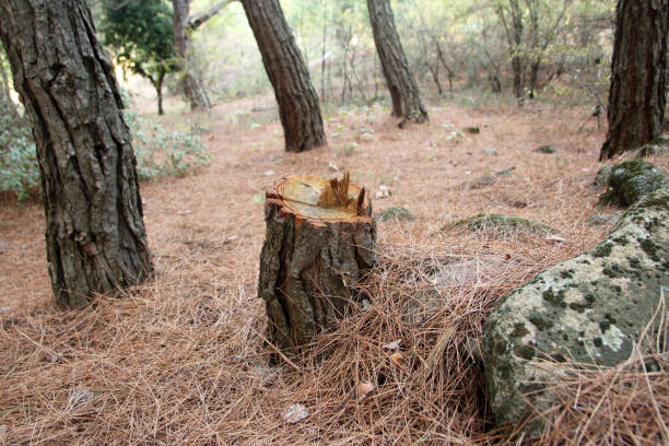 Best Tree Disease Treatment  in Tupelo, MS