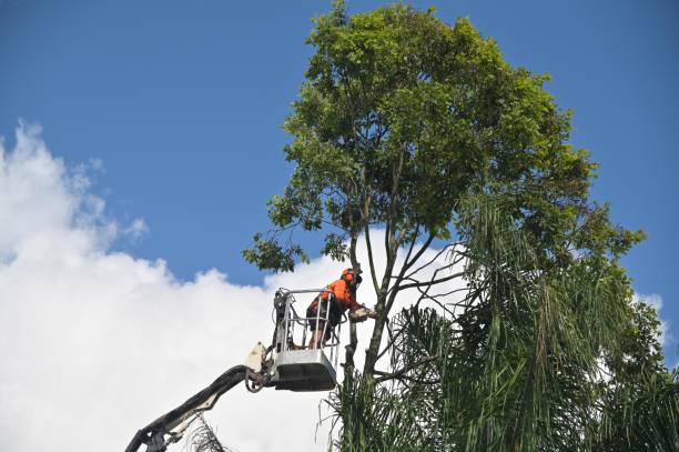 Mulching Services in Tupelo, MS